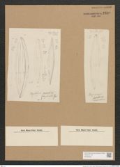 Diatomeae indet. (de-Toni-Nr.: Species 1369) Zeichnungen Sammlung Grunow Nr. 2499 (NHMW-BOT-W0369823)